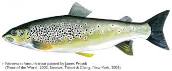 Image result for Salmo dentex