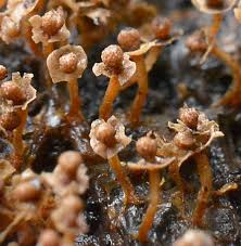 Attēlu rezultāti vaicājumam “Diderma montanum macro”