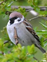 Image result for Passer montanus