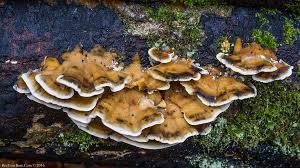 Attēlu rezultāti vaicājumam “Bjerkandera fumosa”