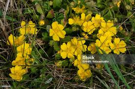 Attēlu rezultāti vaicājumam “Potentilla arenaria leaf”
