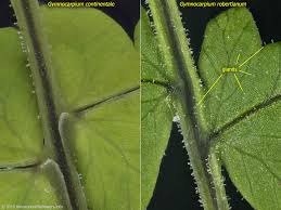 Attēlu rezultāti vaicājumam “Gymnocarpium robertianum”