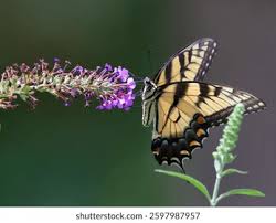 Attēlu rezultāti vaicājumam “Papilio machaon underside”