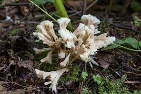 Attēlu rezultāti vaicājumam “Sebacina incrustans”