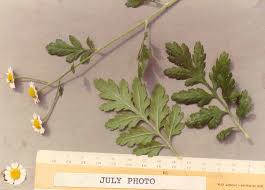 Image result for Tanacetum parthenium
