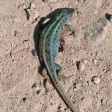 Attēlu rezultāti vaicājumam “Lacerta agilis”