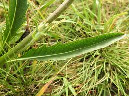 Attēlu rezultāti vaicājumam “Succisa pratensis leaf”