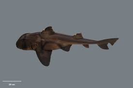 Image result for Heterodontus portusjacksoni