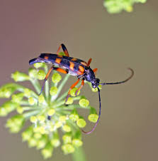 Attēlu rezultāti vaicājumam “Strangalia attenuata”