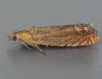 Attēlu rezultāti vaicājumam “Lathronympha strigana”