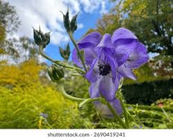 Image result for Aconitum napellus