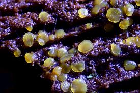 Attēlu rezultāti vaicājumam “Rhabdoweisia fugax”