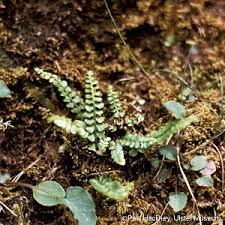 Attēlu rezultāti vaicājumam “Asplenium viride”