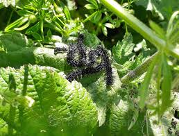 Attēlu rezultāti vaicājumam “Cucullia verbasci larva”