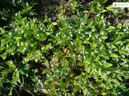 Attēlu rezultāti vaicājumam “Myosotis sparsiflora”