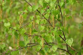 Attēlu rezultāti vaicājumam “Betula pendula”