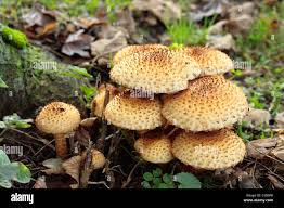 Attēlu rezultāti vaicājumam “Pholiota squarrosa”