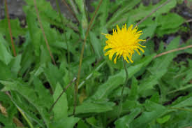 Attēlu rezultāti vaicājumam “Leontodon hispidus leaf”