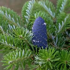 Attēlu rezultāti vaicājumam “Abies koreana”