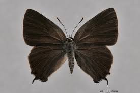 Attēlu rezultāti vaicājumam “Satyrium w-album”