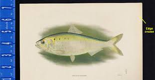 Image result for Alosa sapidissima