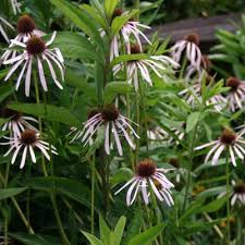Image result for Echinacea angustifolia