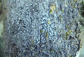 Attēlu rezultāti vaicājumam “Opegrapha atra”