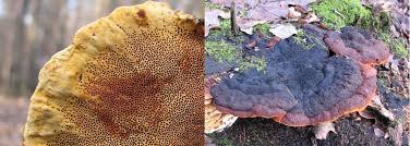 Attēlu rezultāti vaicājumam “Gloeophyllum odoratum”