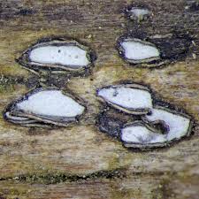 Attēlu rezultāti vaicājumam “Propolis farinosa”