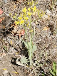 Attēlu rezultāti vaicājumam “Crepis tectorum fruit”
