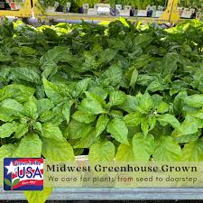 Afbeeldingsresultaat voor californian wonder golden sweet pepper