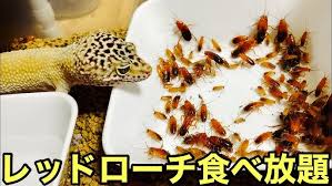 Image result for ごきぶりのピューレ