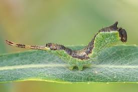 Attēlu rezultāti vaicājumam “Furcula bifida”