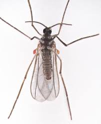 Attēlu rezultāti vaicājumam “Cecidomyiidae”