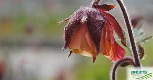 Attēlu rezultāti vaicājumam “Geum rivale bud”