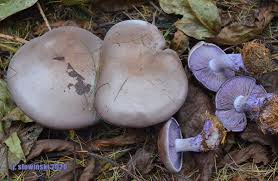 Attēlu rezultāti vaicājumam “Lepista nuda”