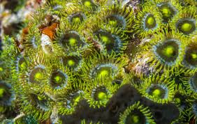 Attēlu rezultāti vaicājumam “Urocystis anemones spores”