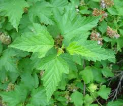 Attēlu rezultāti vaicājumam “Physocarpus opulifolius”