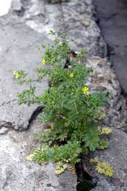 Attēlu rezultāti vaicājumam “Potentilla supina flower”
