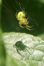 Attēlu rezultāti vaicājumam “Araniella”