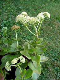 Attēlu rezultāti vaicājumam “Hylotelephium maximum”