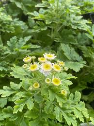 Image result for Tanacetum parthenium