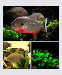 Image result for Prestatyn Piranhas