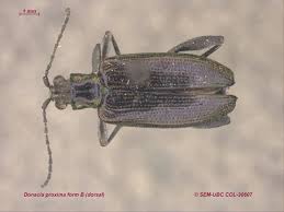 Attēlu rezultāti vaicājumam “Donacia dentata”