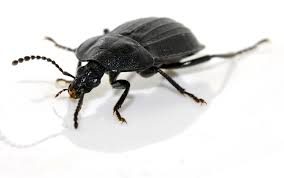 Attēlu rezultāti vaicājumam “Phosphuga atrata”