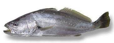 Image result for Argyrosomus regius