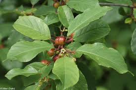 Attēlu rezultāti vaicājumam “Frangula alnus flower”