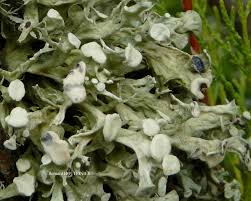 Attēlu rezultāti vaicājumam “Ramalina fastigiata”