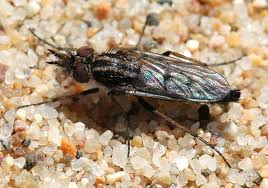 Attēlu rezultāti vaicājumam “Therevidae”