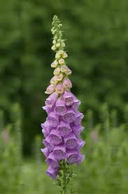 Image result for Fingerhut rot